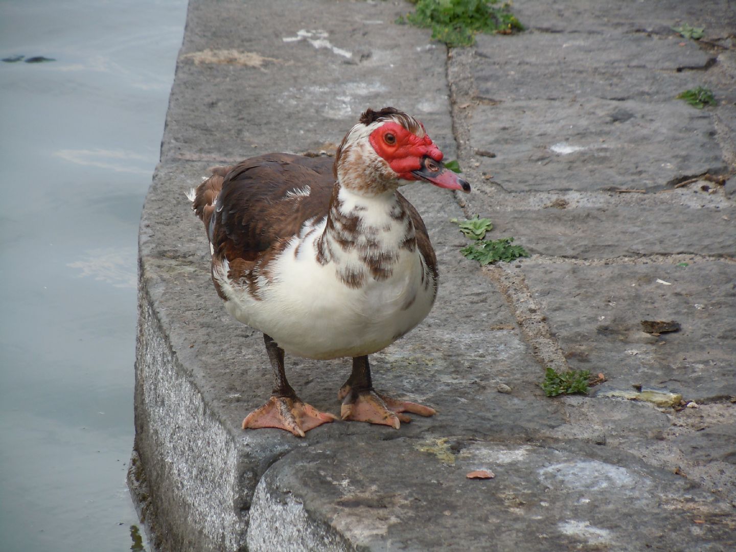 Anatra da identificare
